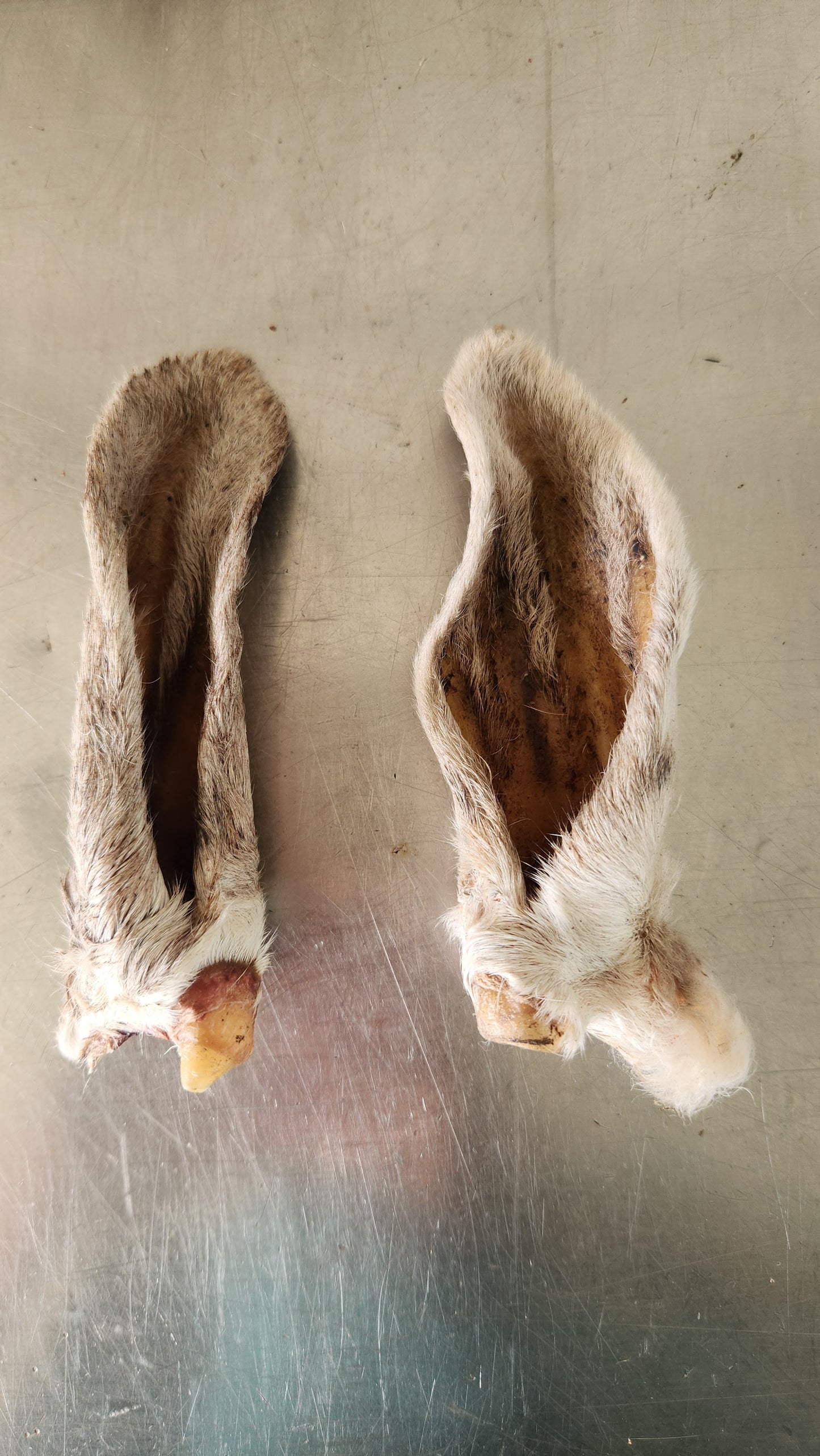 Lamb ears