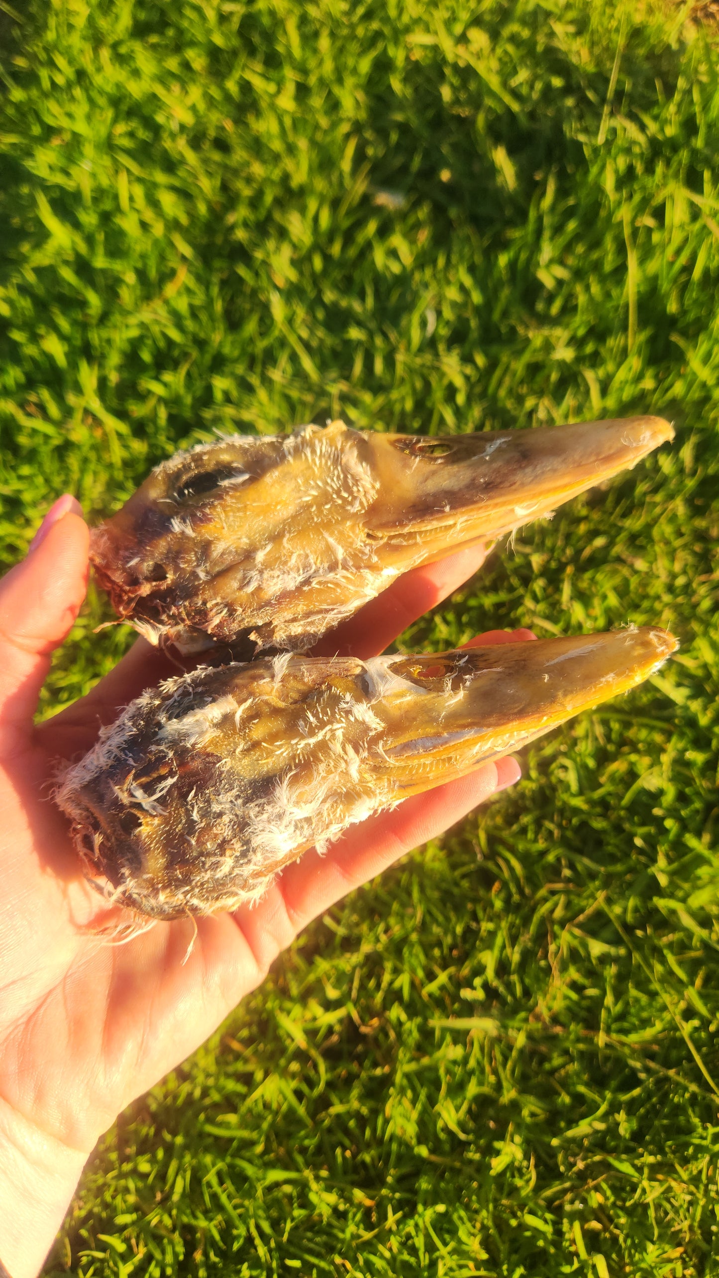 Duck heads