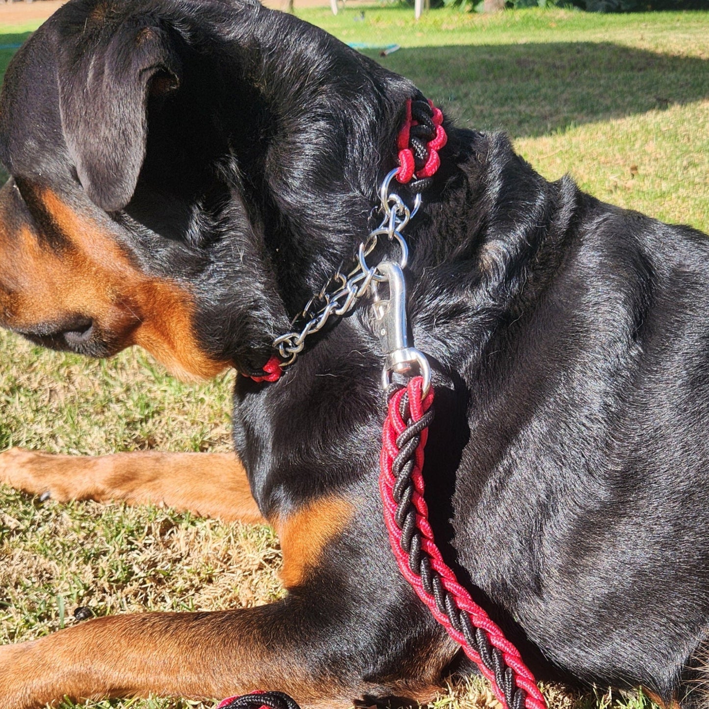 LARGE Choker Chain & Lead