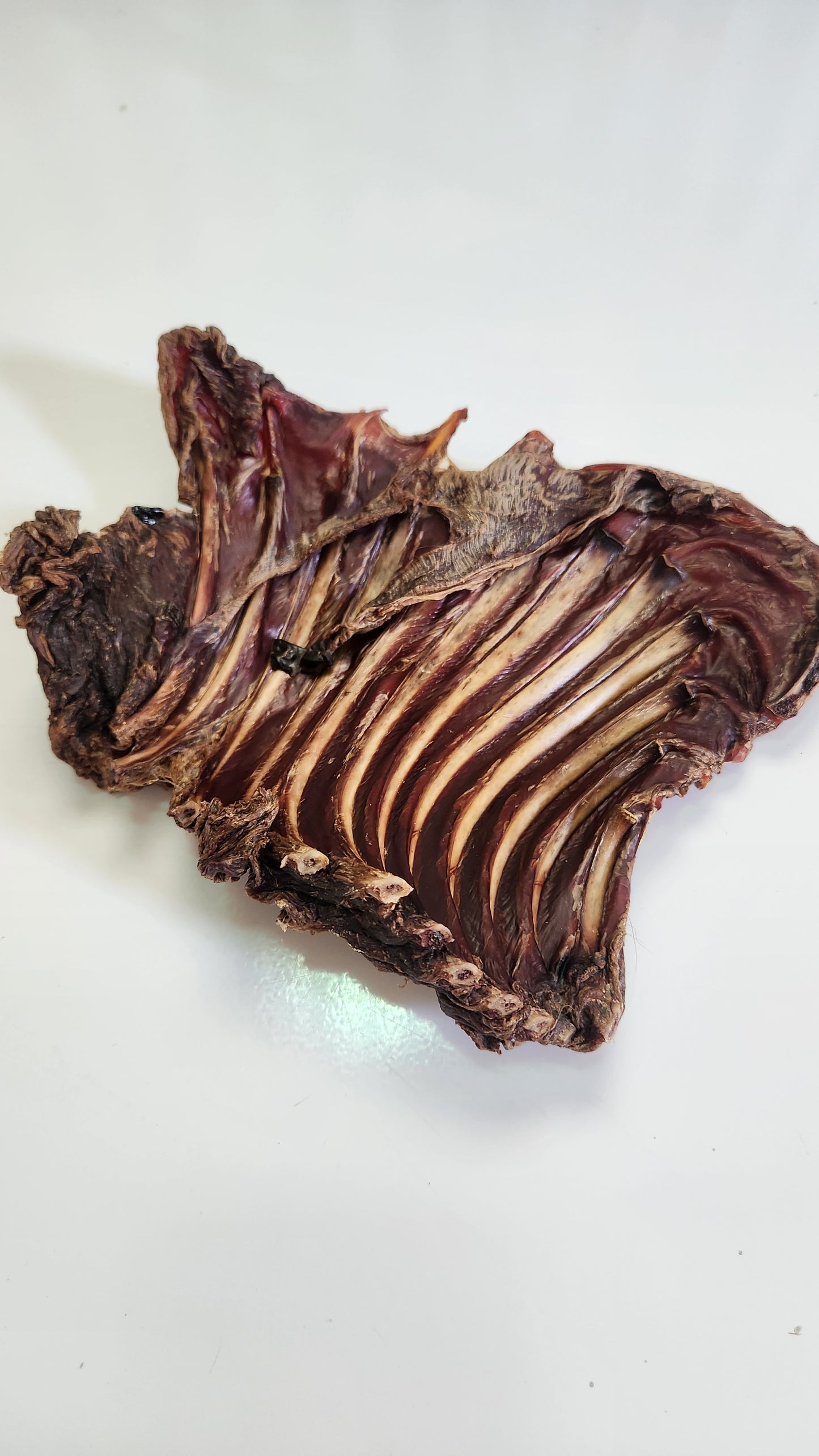 Kangaroo Ribs