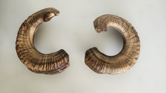 Goat horn