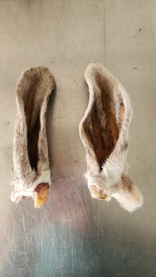 Lamb ears