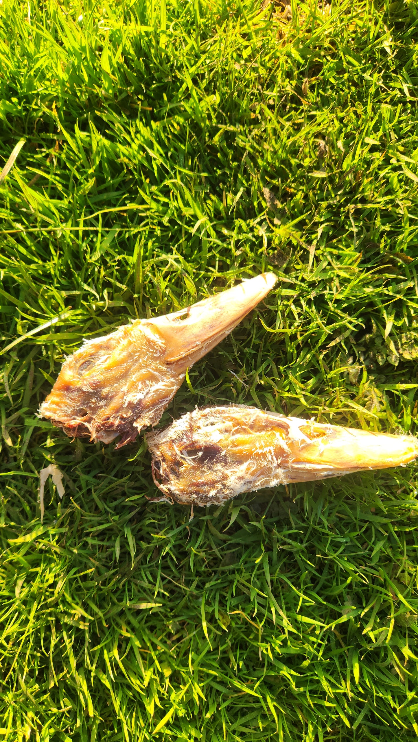 Duck heads