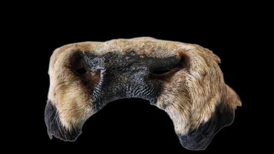 Beef snouts