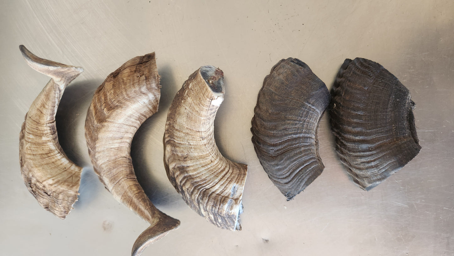 Large ram horn pieces