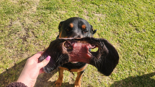 Beef snouts