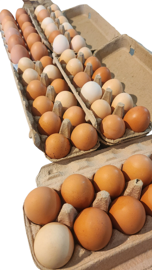 Fresh free range eggs 1doz